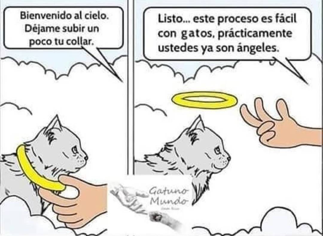 isabel esteve (@isagato62) on Twitter photo 