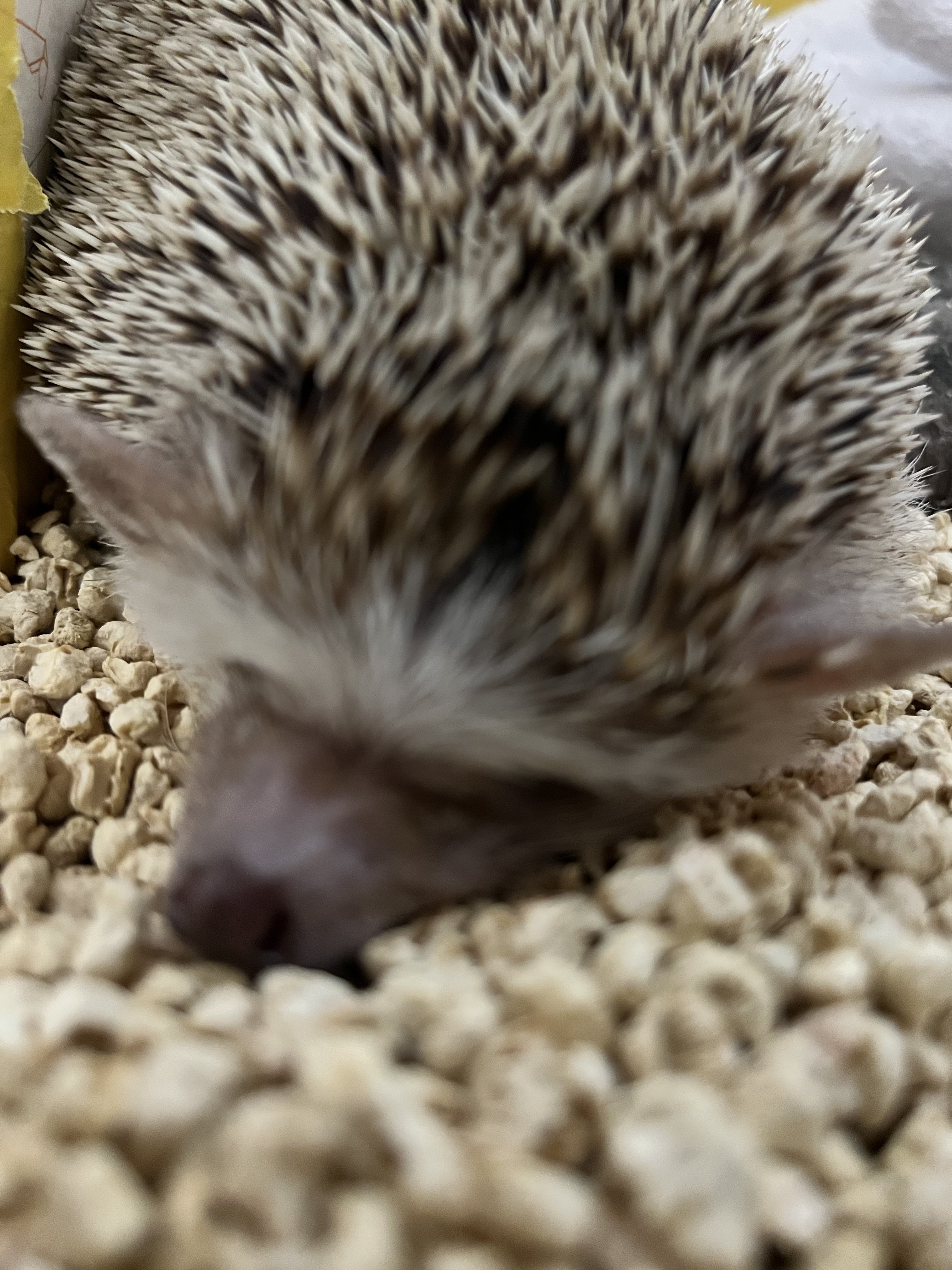 もふもふ様確認ページ もふもふ@埋もれたい🦔 (@sayaka862) / X