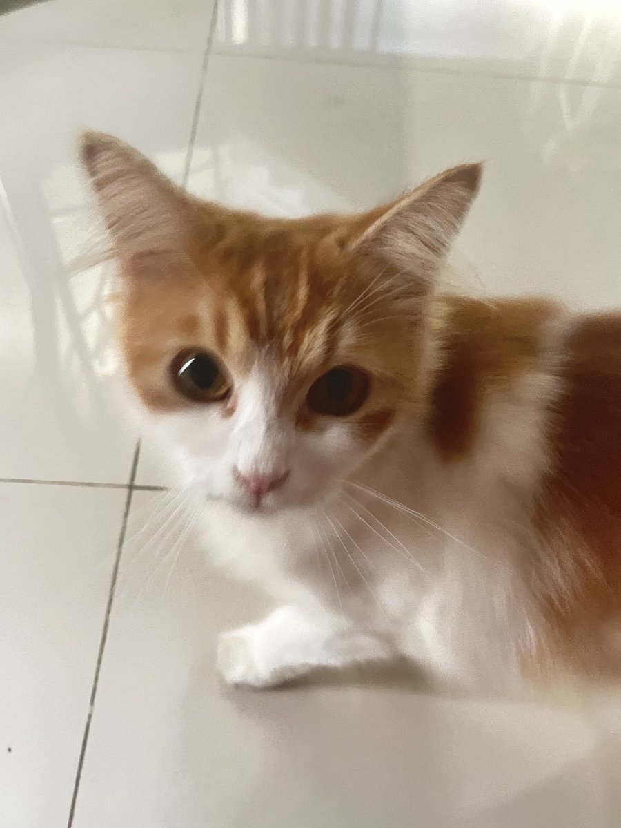 jen__jaem2313's tweet image. get you a boy cat that obsessed with you A LOT