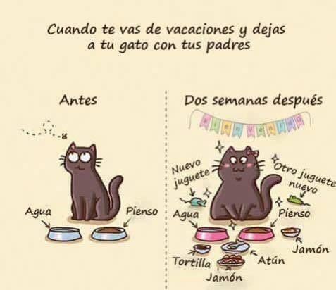 isabel esteve (@isagato62) on Twitter photo 