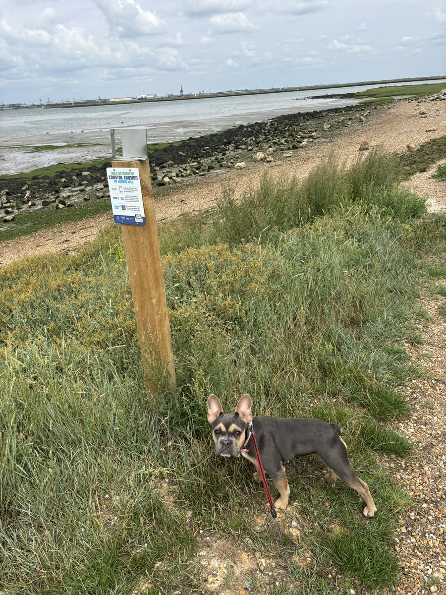 evans_jack73905's tweet image. Sunday walk with the boss.