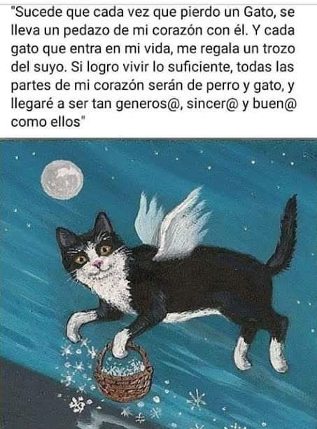 isabel esteve (@isagato62) on Twitter photo 