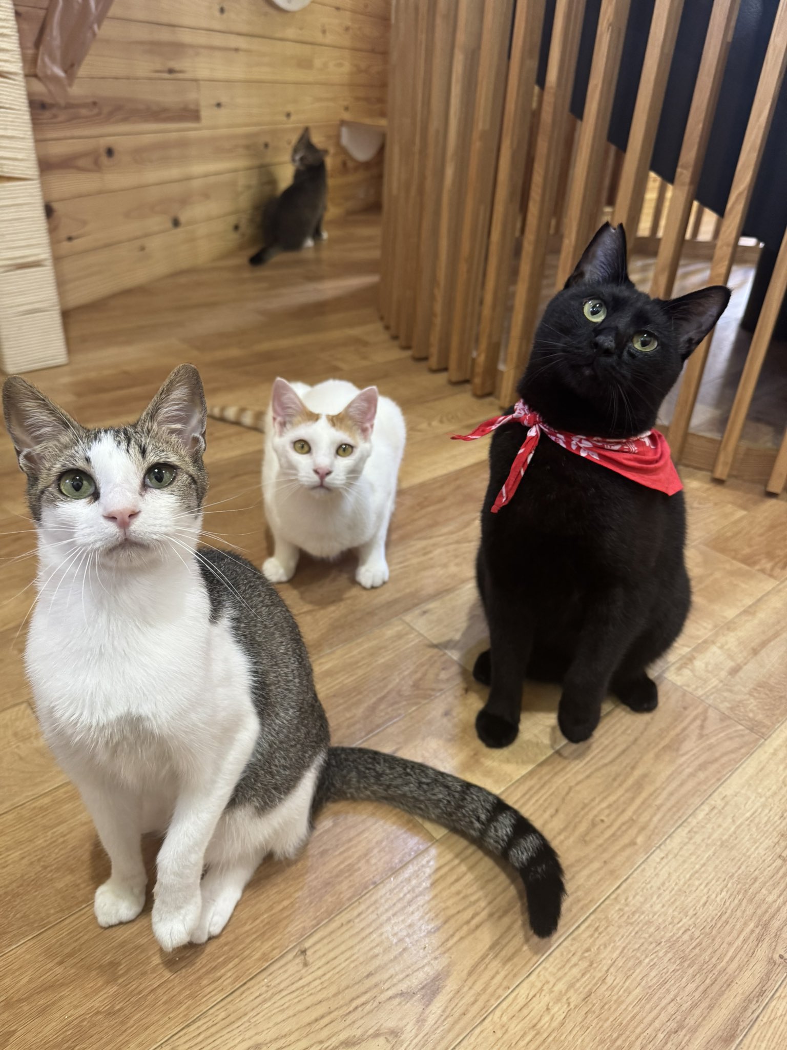 (ΦωΦ)(ΦωΦ)スナネコ(ΦωΦ)ベビーちゃん♥里親様募集♥猫 ΦωΦ)(ΦωΦ)スナネコ(ΦωΦ)ベビーちゃん♥里親様募集♥猫