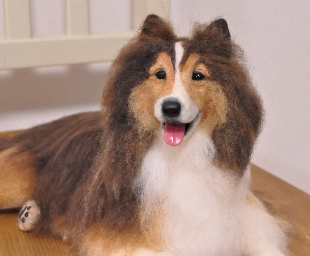 シェットランドシープドッグ - Search / X