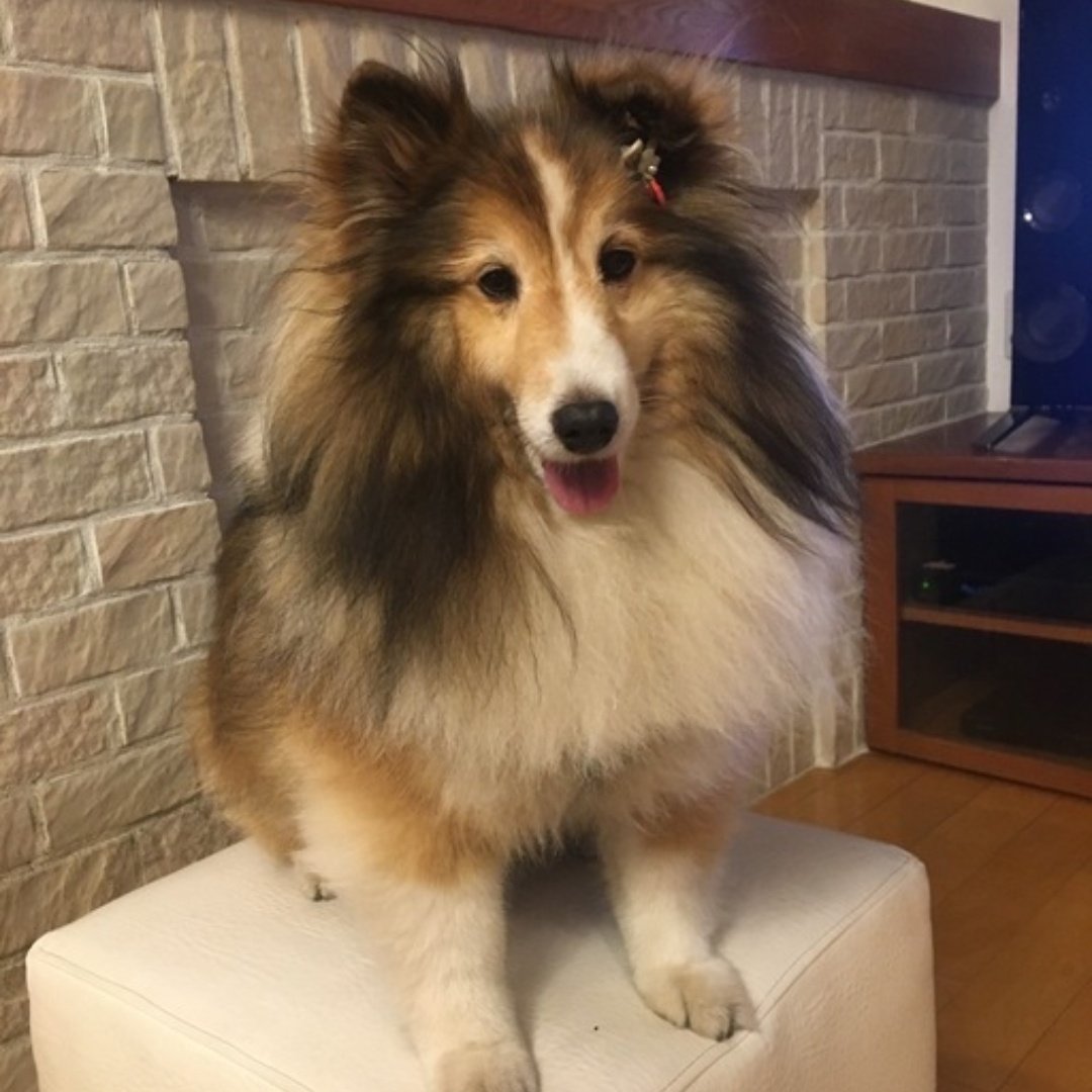 オーダーで制作させて頂いたシェルティちゃんです😆 #ハンドメイド