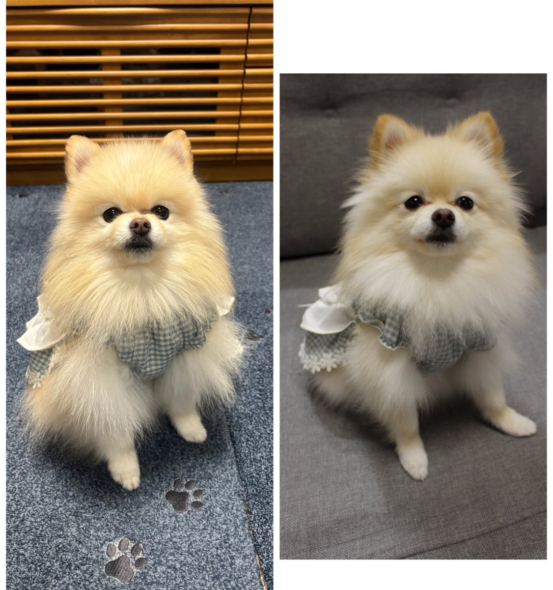 今日はぽぽちゃんの9歳のお誕生日🎂

今日撮った写真と7年前の写真を並べてみたけど全然変わらないね🤣
永遠の2歳です✌️

#ポメラニアン 
#お誕生日おめでとう