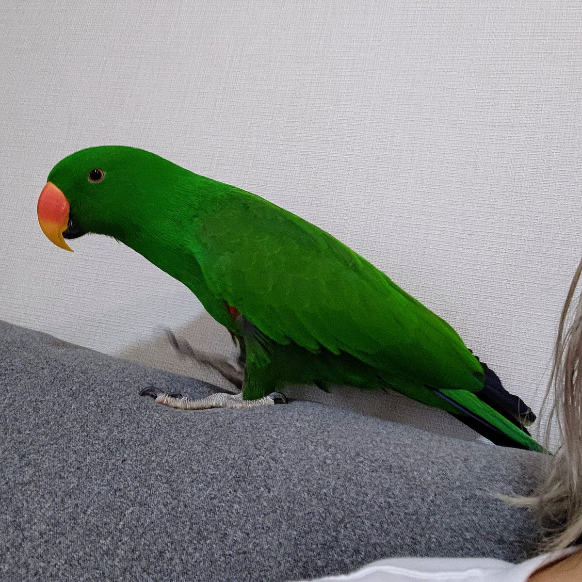 tk_eckie's tweet image. 平べったいオオハナとぼさぼさ頭人間のツーショット🫶