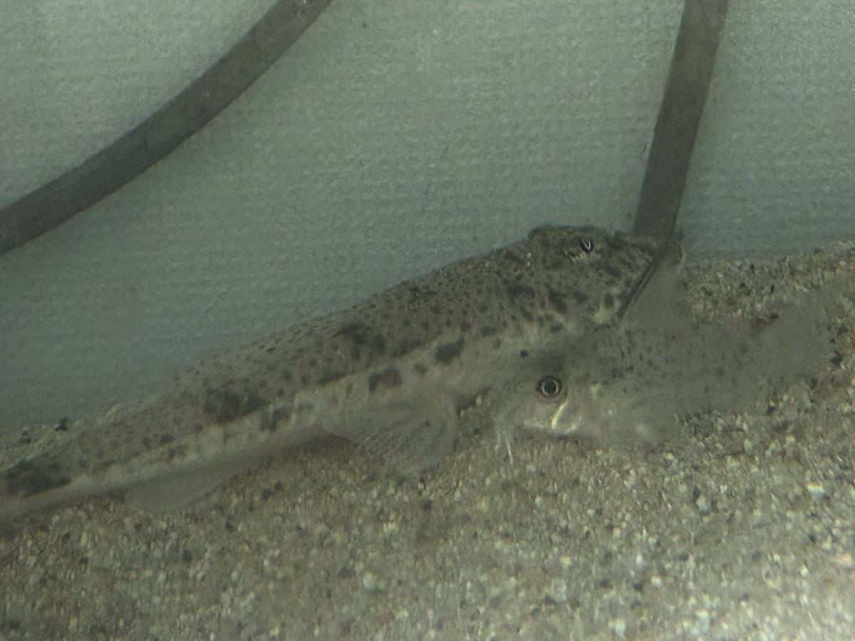 rfallax's tweet image. Limatulichthys griseus
久しぶりに見ました。