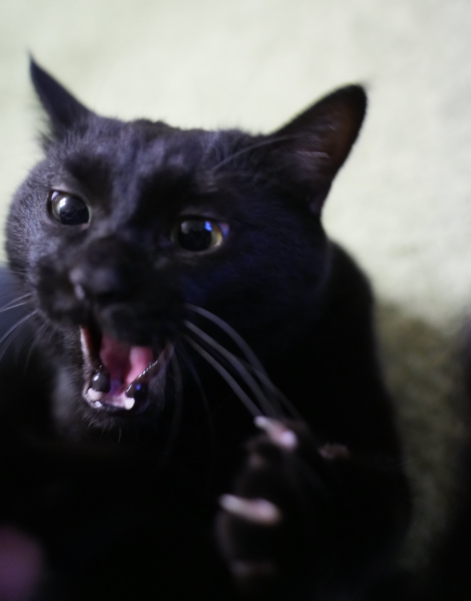黒猫 黒猫つくねちゃん太しっぽ on X: 