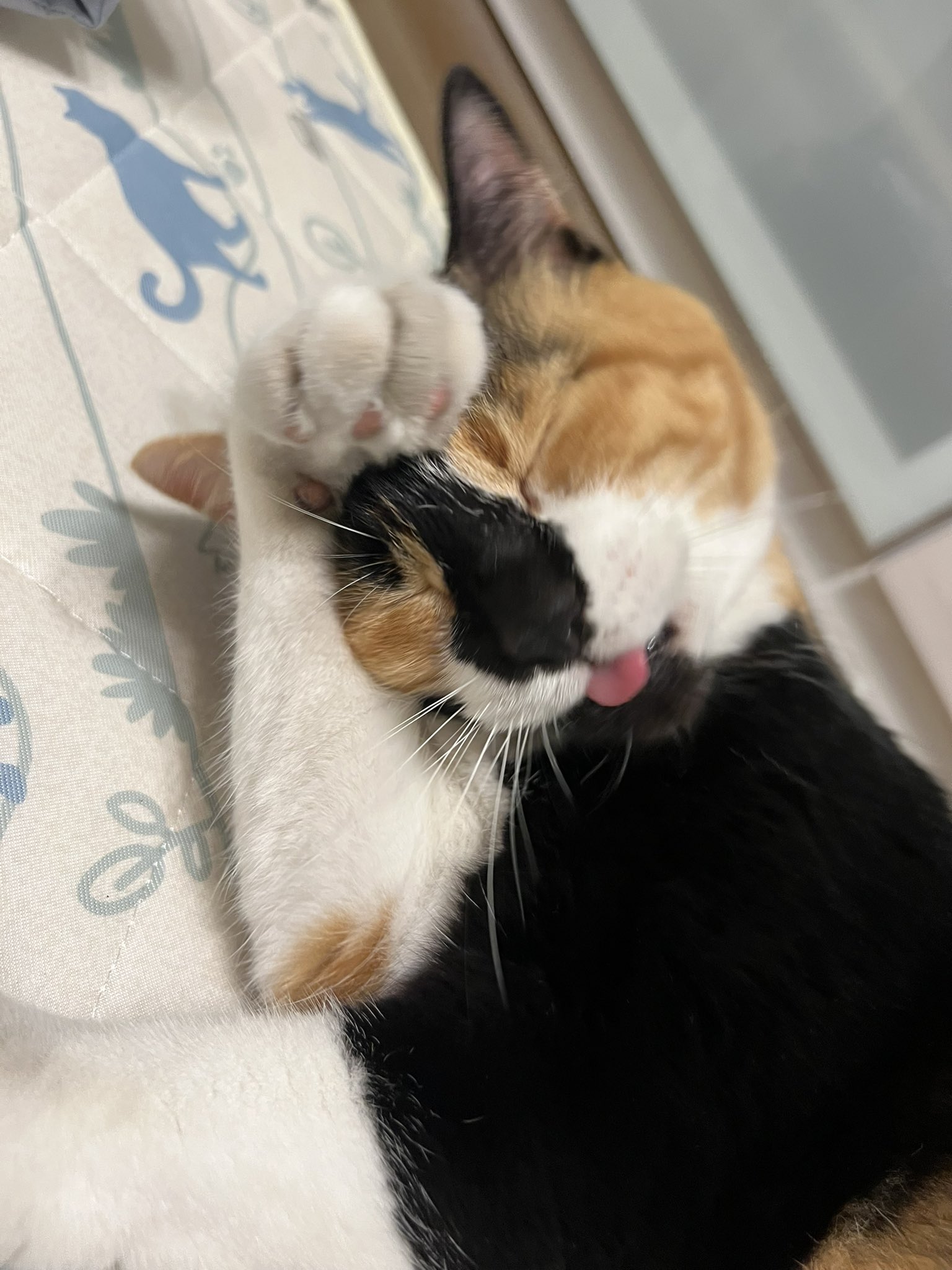 三毛猫はなこ on X: 