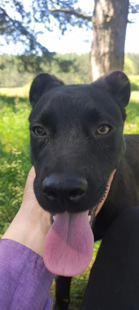 8 month old Edith is sadly getting overlooked💔
She is such a sweet girl who has plenty of energy!
She can live with dogs following the usual sensible introductions, and can be cat and child tested too.
She is expected to be medium size when grown.

Apply: pawprints2freedom.co.uk/apply