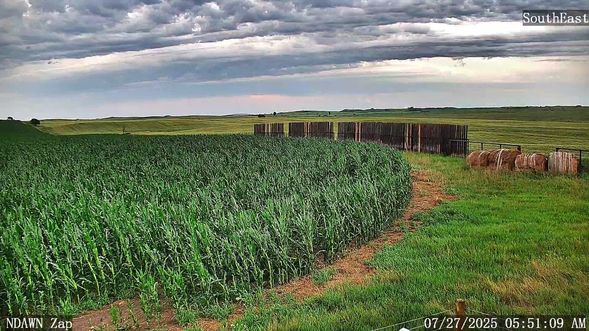 DarylRitchison's tweet image. The corn next to the @NDAWNmesonet Zap station handled the strong wind overnight quite well. Your mileage may vary. #ndwx