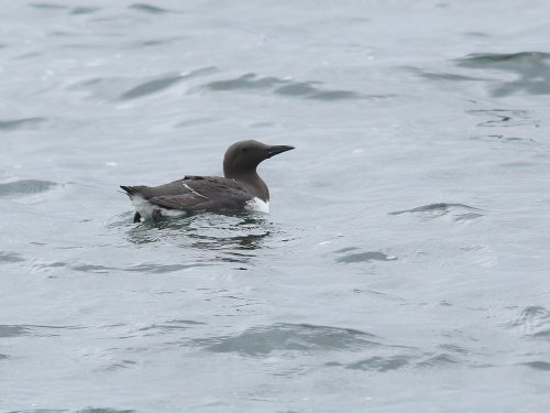 maryvanderes's tweet photo. #BirdsSeenIn2025
#Zeekoet #Uria_aalge
#Common_Murre in the #Netherlands .
๐ท by Robert van der Meer.
@Britnatureguide
@Float_photo https://t.co/g8dbgkqGc4