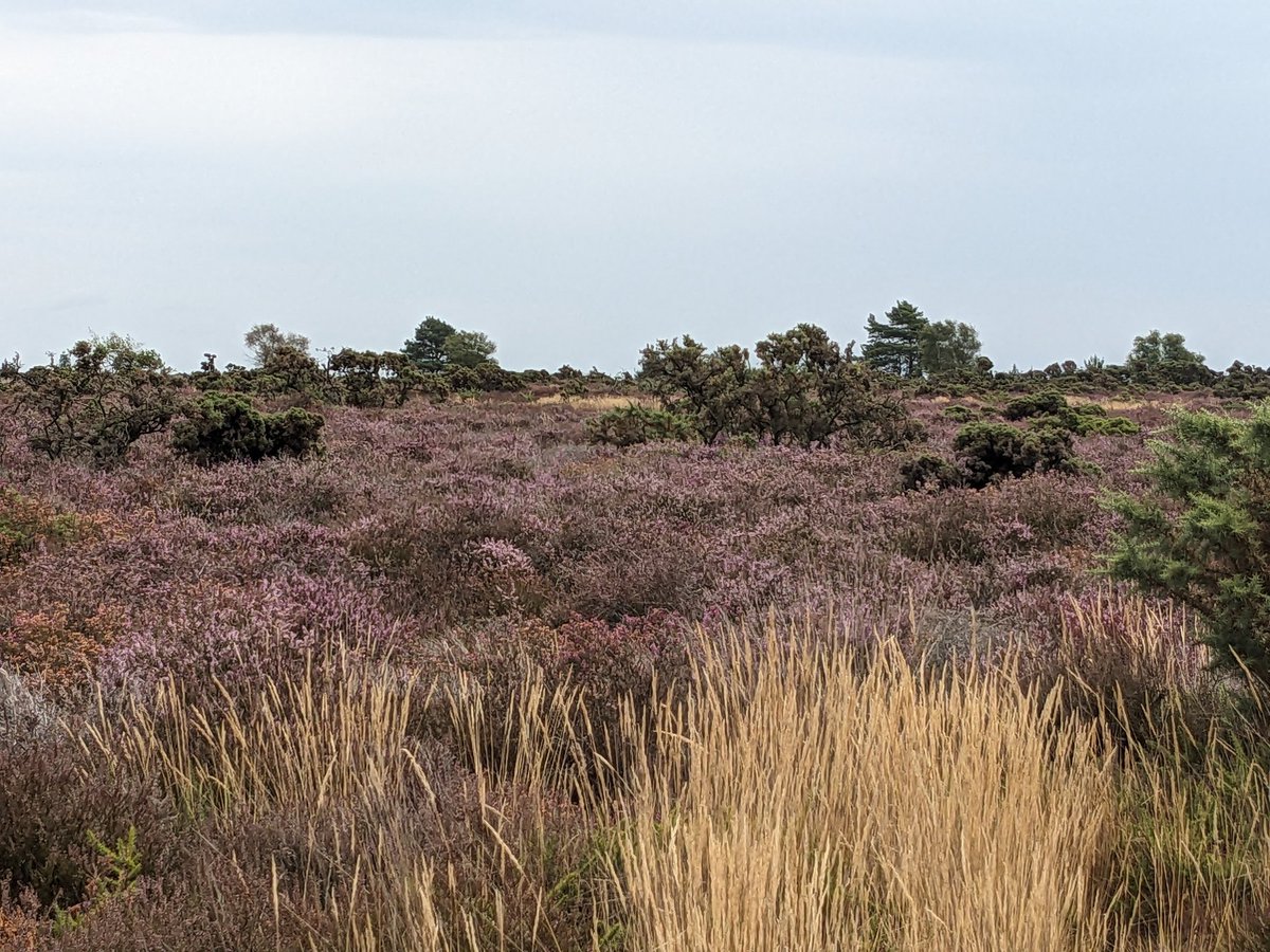 Been on a nice walk over Holt Heath this morning after a stressful week.