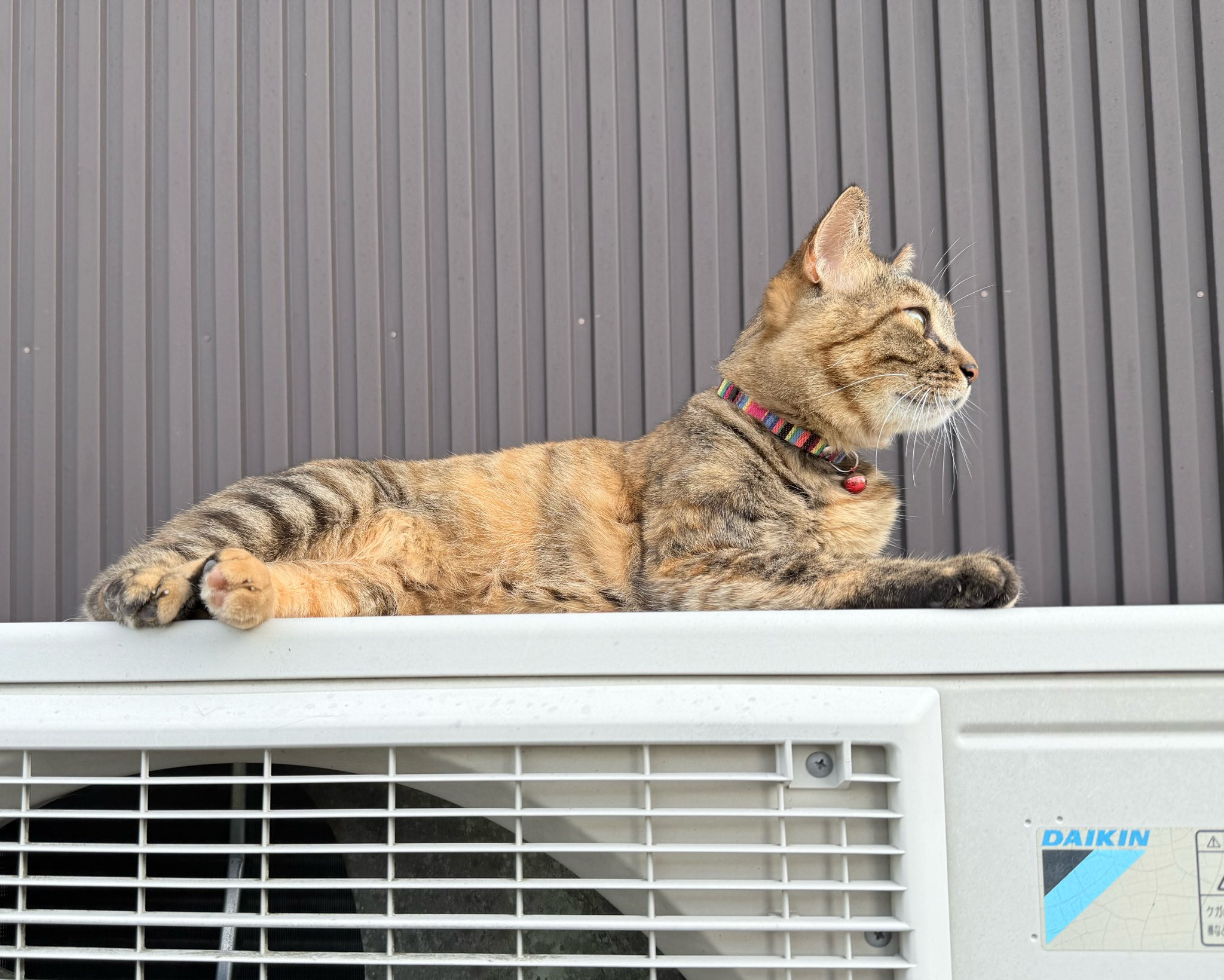 関西の猫好きさん専用 猫好きさんか確かめたい - Search / X