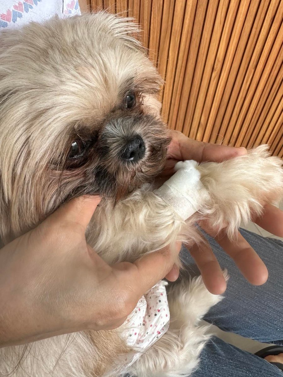 nautikalmiles's tweet image. got the news today that our little baby ginger might have an early case of leptospirosis so all shop income is immediately going to vet bills and her meds 🥲 thank you guys for the support! 🫶🫶🫶