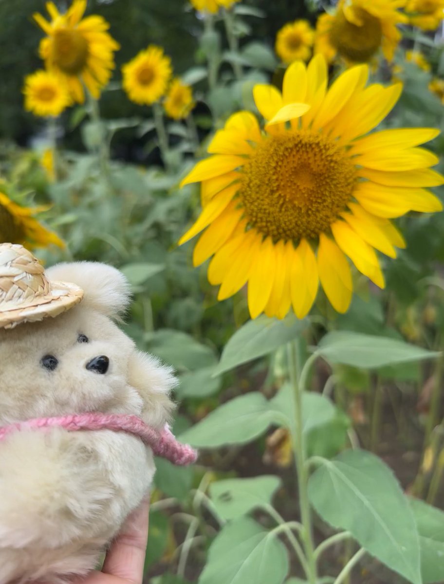 _103u3's tweet image. はじめてのひまわり大きさと強風でどの写真見ても今にも泣きそうな顔なのなんかごめん🌻💦