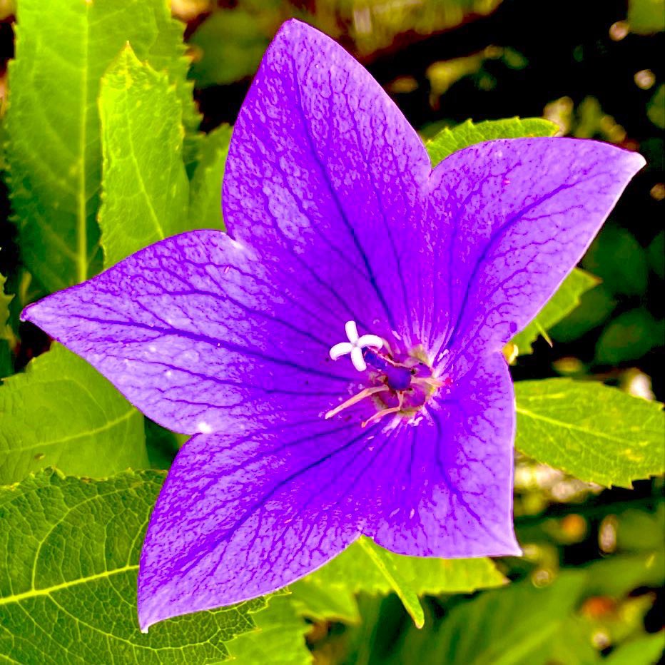 .

秋風が
わたしの心を
吹き抜ける
あなたの音沙汰
さえ知らせずに

.
#再稿
#短歌
#心の絆　　　　　　　　　　25727