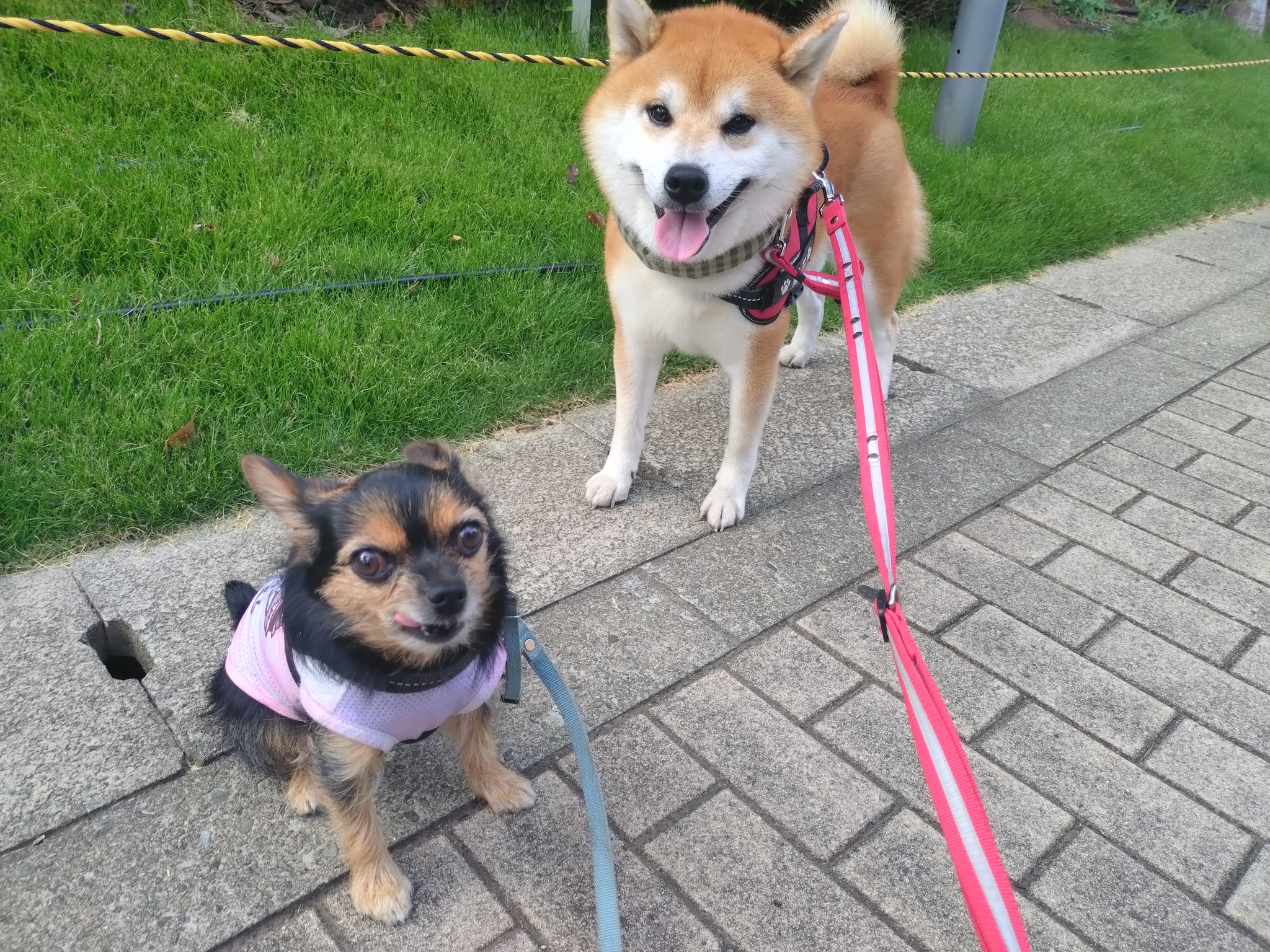 龍ちゃんズとよっちゃんみっちゃん (@ryuchan123bro) / X