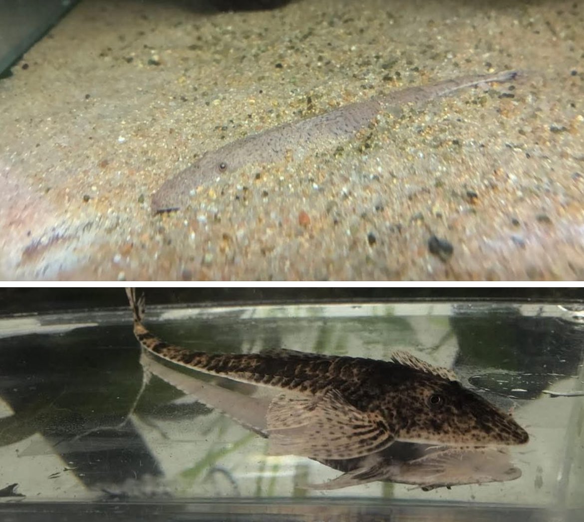 rfallax's tweet image. シュードヘミオドン・プラティセファルス
Pseudohemiodon platycephals
買ったときは真っ黒でしたが、我が家の水槽に馴染んで黒い模様がだんだん無くなりました。
尾ビレの付け根だけ黒が残ります。