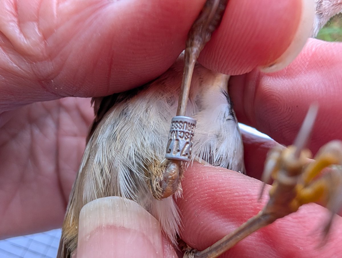 Becky Bailey (@beckybailey101) on Twitter photo 119 birds ringed <a href="/Wintersett1/">Wintersett</a>; highlight chiffchff 25, willow warb 7, blackcap 14, garden warb 1, whitethroat 4, reed warb 20, sedge warb 13, sand mart 2, swallow 12 & ad Sedge with a Belgian ring!
<a href="/PeteSmith1254/">Pete Smith at Wintersett</a> <a href="/grayspeight/">Graham Speight</a> <a href="/StevieD131/">Steve Denny</a> <a href="/Barnsleybsg/">Barnsley Birders</a> <a href="/WakeyBirders/">Wakefield Birders</a> <a href="/Fitzybirder/">Fitzy</a> 119 birds ringed <a href="/Wintersett1/">Wintersett</a>; highlight chiffchff 25, willow warb 7, blackcap 14, garden warb 1, whitethroat 4, reed warb 20, sedge warb 13, sand mart 2, swallow 12 & ad Sedge with a Belgian ring!
<a href="/PeteSmith1254/">Pete Smith at Wintersett</a> <a href="/grayspeight/">Graham Speight</a> <a href="/StevieD131/">Steve Denny</a> <a href="/Barnsleybsg/">Barnsley Birders</a> <a href="/WakeyBirders/">Wakefield Birders</a> <a href="/Fitzybirder/">Fitzy</a>