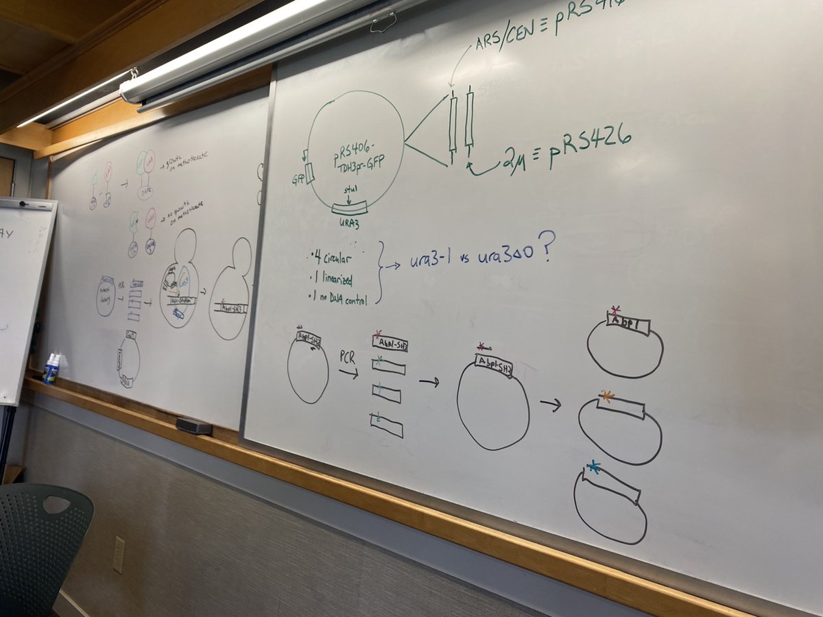 YeastCourseCSHL's tweet image. DAY4 was packed with experiments, lectures, intense plate race training, and an inspiring seminar & chalk talk by Dr. Amy MacQueen—a day full of discoveries. Stay tuned for DAY5 updates—we're just getting started ;)