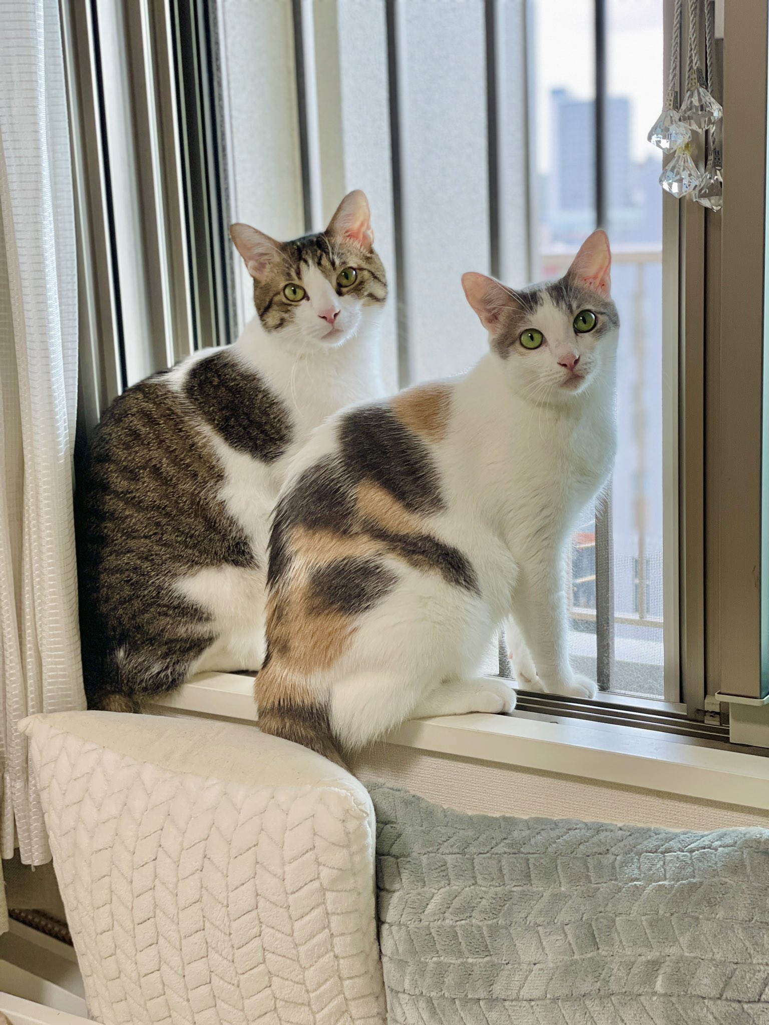 おまとめ ねこ様 ミニミニ茶白イモ兄弟、マッスル先生の査定を受ける The first