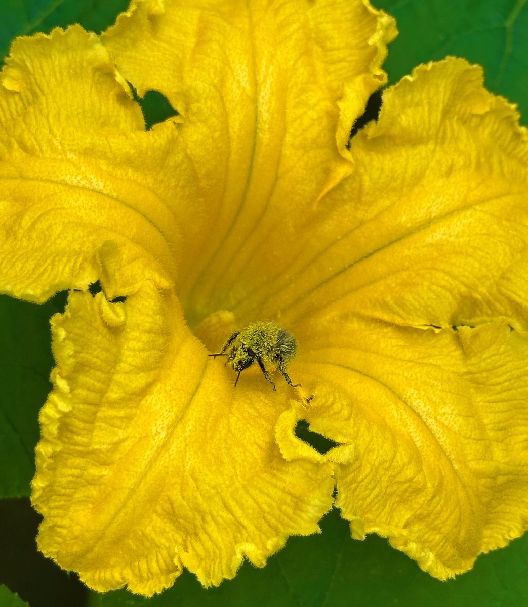 V_B_writes's tweet image. Good day! 💛 🐝 
#SundayYellow