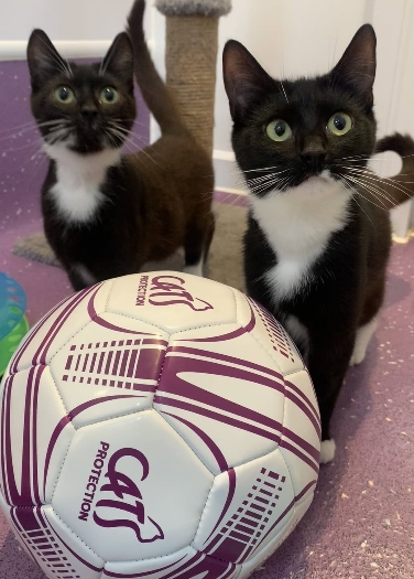 CatsProtection's tweet image. Turns out women’s football and adopting cats really is the #PerfectMatch.
Good luck tonight Lionesses! 🐱 ⚽