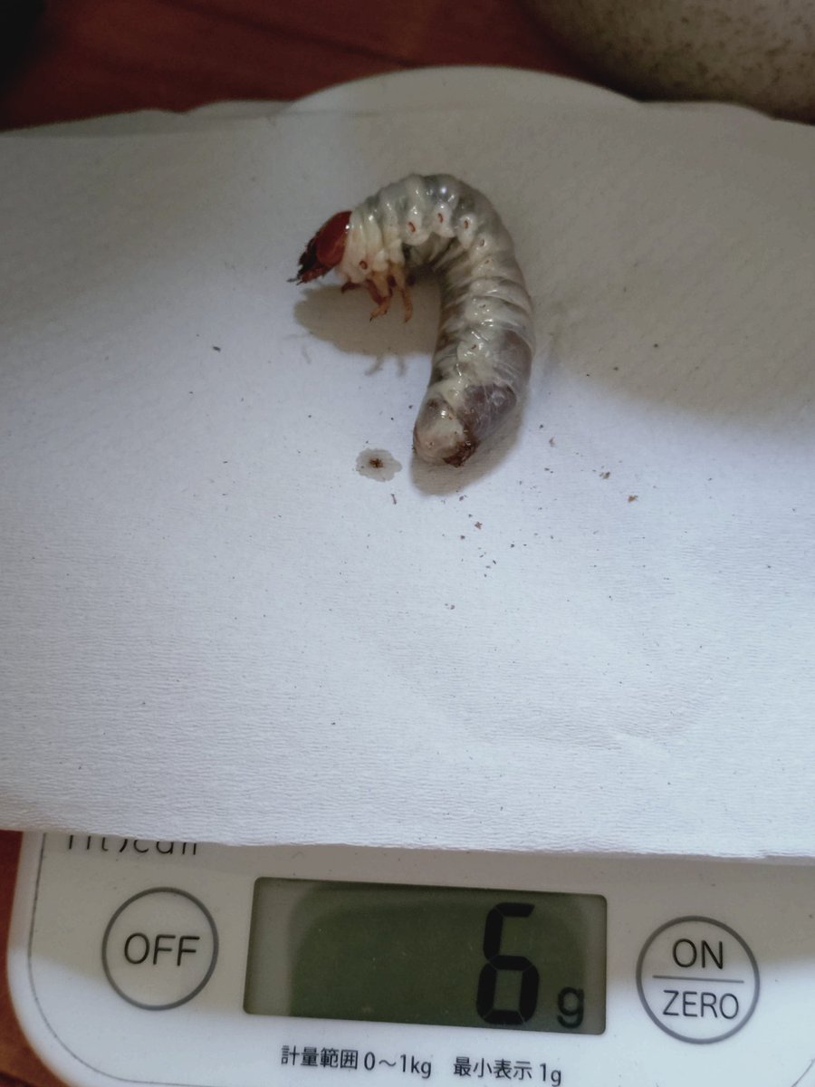 Massa315's tweet image. 今日は昼間に何匹か幼虫を菌糸ビンなどに移しました。
スラウェシヒラタ、オキナワヒラタ、タイワンオオクワガタ。
元気に育ってくれたらいいなぁ。