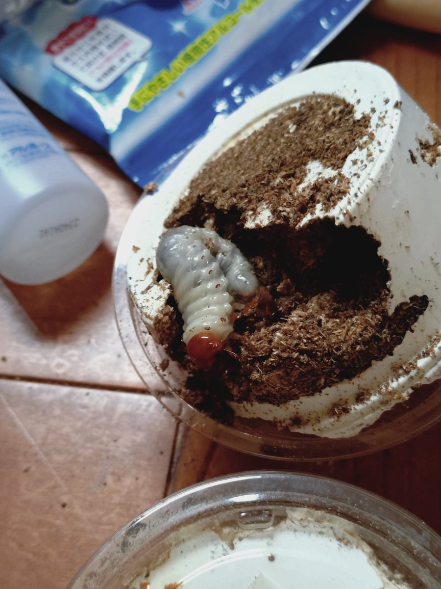 Massa315's tweet image. 今日は昼間に何匹か幼虫を菌糸ビンなどに移しました。
スラウェシヒラタ、オキナワヒラタ、タイワンオオクワガタ。
元気に育ってくれたらいいなぁ。