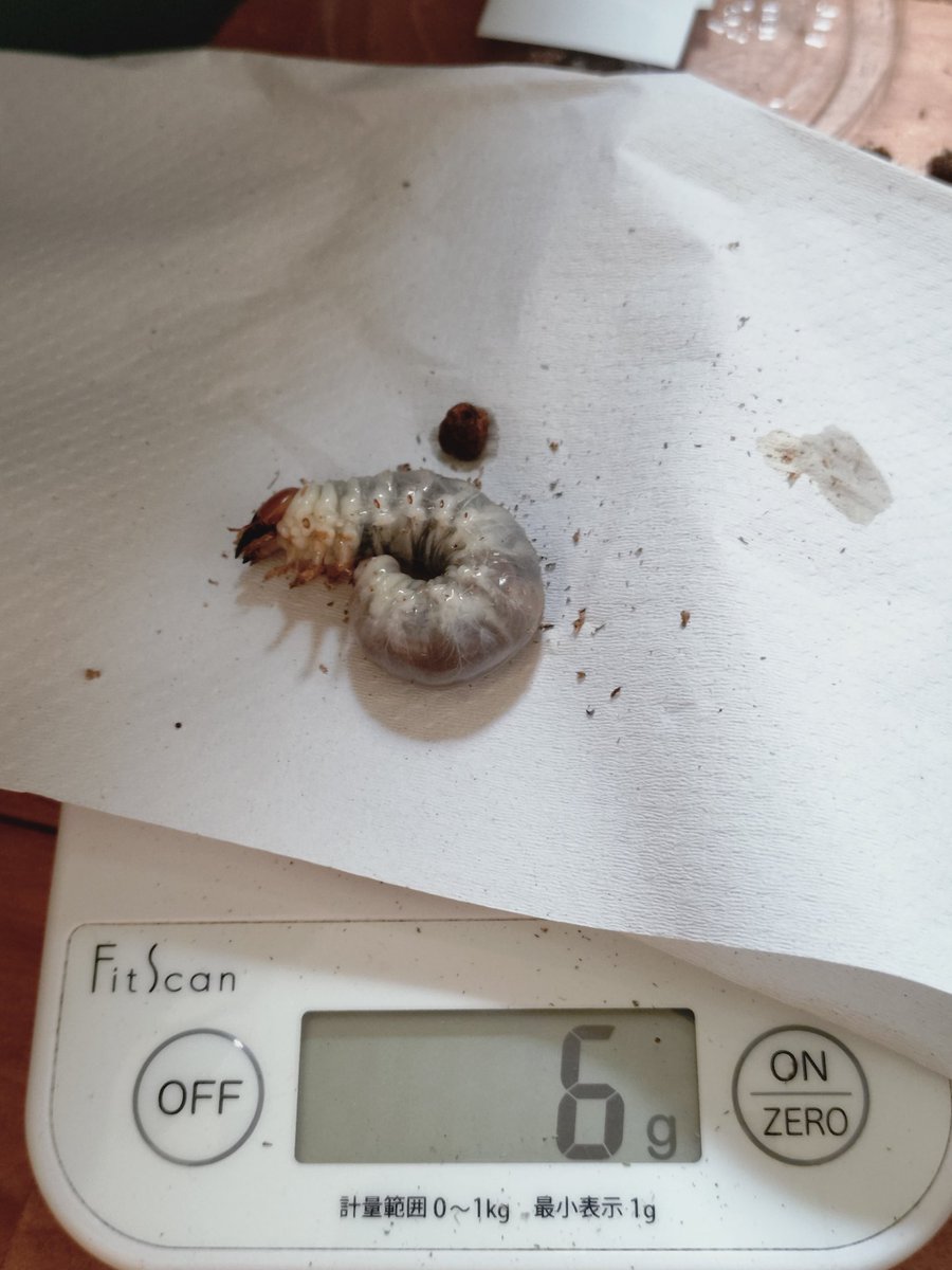 Massa315's tweet image. 今日は昼間に何匹か幼虫を菌糸ビンなどに移しました。
スラウェシヒラタ、オキナワヒラタ、タイワンオオクワガタ。
元気に育ってくれたらいいなぁ。