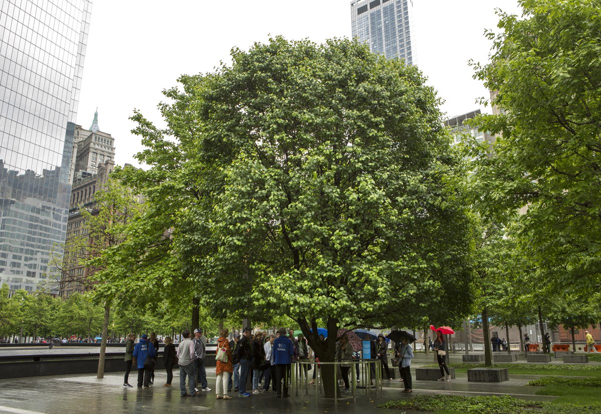 On #NationalTreeDay, we’re highlighting the #SurvivorTree, a Callery pear found at Ground Zero with snapped roots &amp; burned and broken branches. Rescued by the NYC Parks Dept., it now stands on the #911Memorial Plaza as the ultimate symbol of hope, resilience &amp; strength.