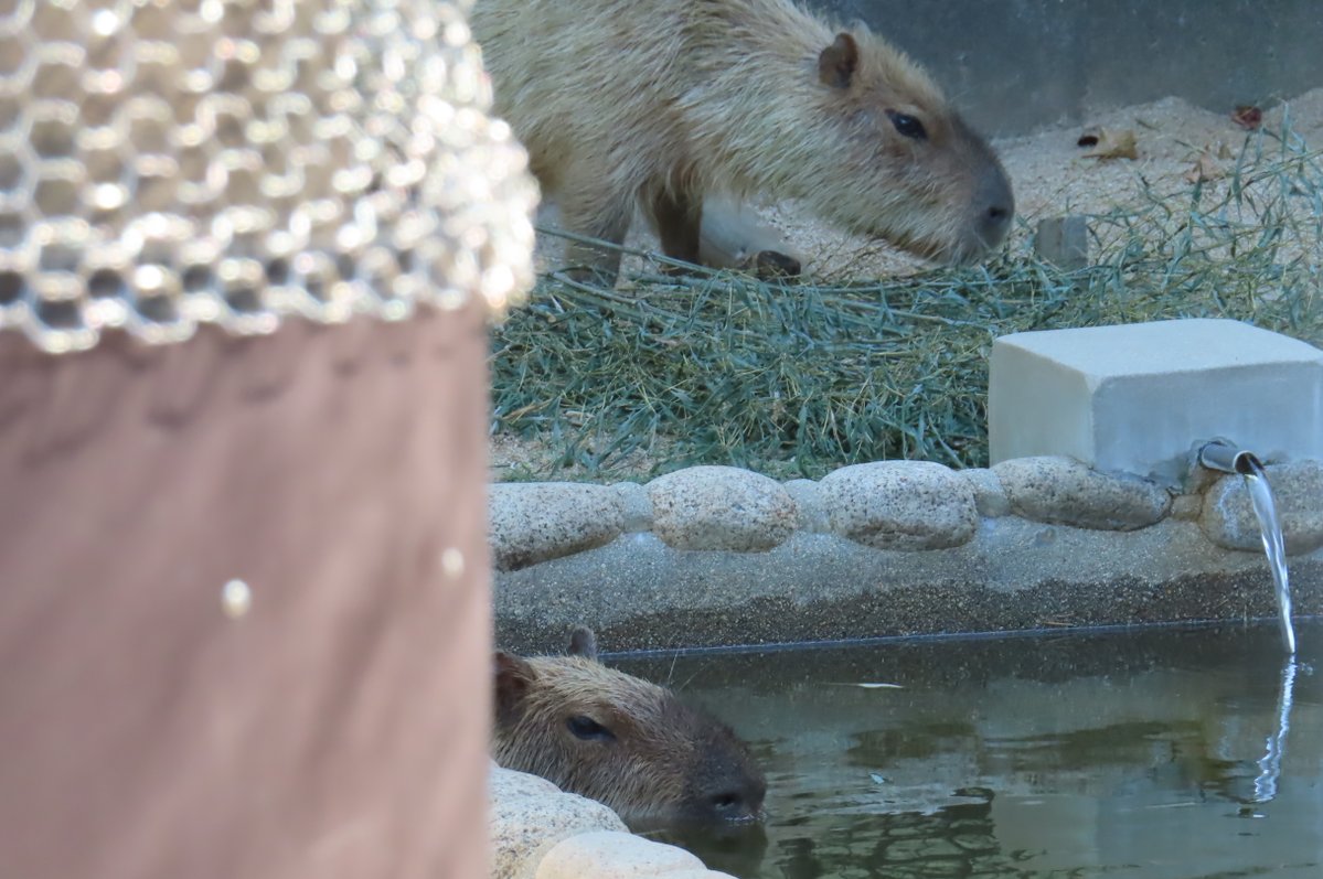hapibird1's tweet image. 昨日のカピバラ舎のみなさん　
プールのめんまさん　笹食べちゃーしゅーさん　
乾草ぶら下げ🌱あさひちゃん☺️　
＃王子動物園 ＃カピバラ舎　＃カピバラ
2025年7月26日撮影