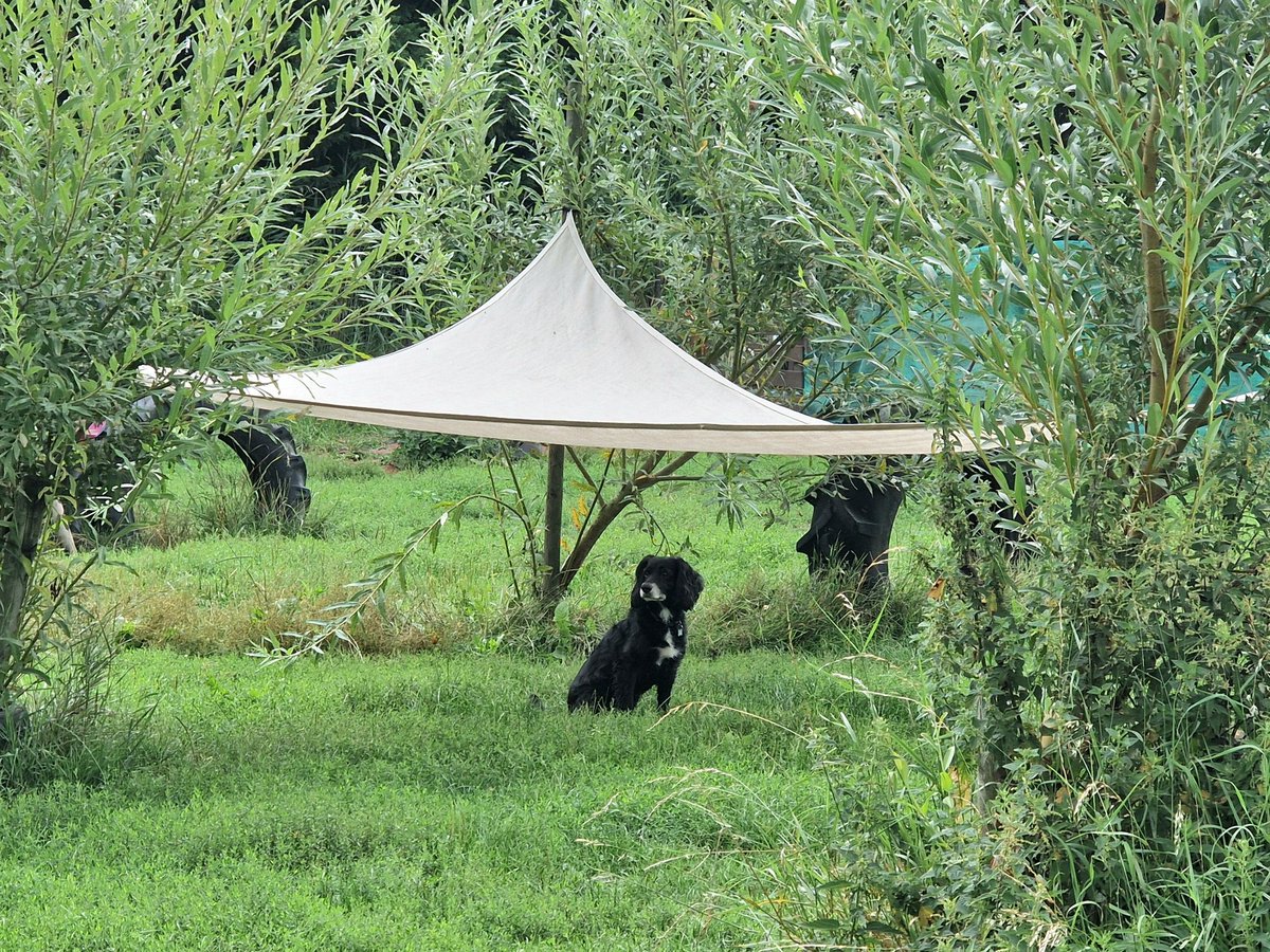 Irma van Hoeven tweet media