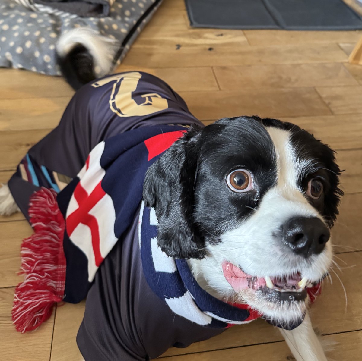 rosiedawson_14's tweet photo. Theo is ready for the final ๐ซก #ssnlionesses https://t.co/nem9hffkTE