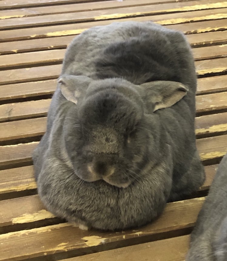 z0zoo00's tweet image. だっこして！ZOO！行きたい