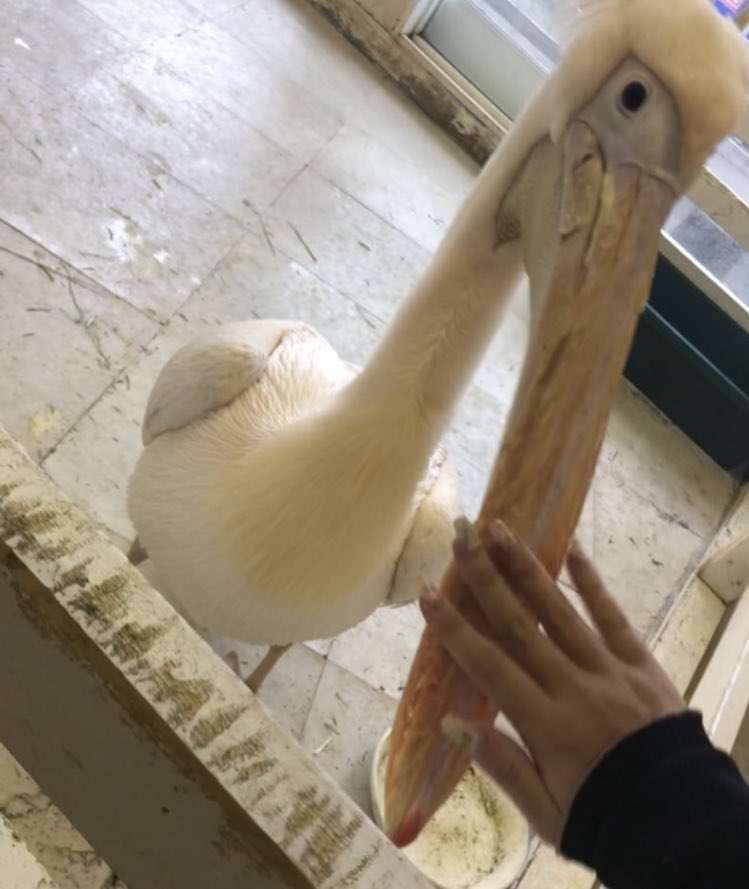 z0zoo00's tweet image. だっこして！ZOO！行きたい
