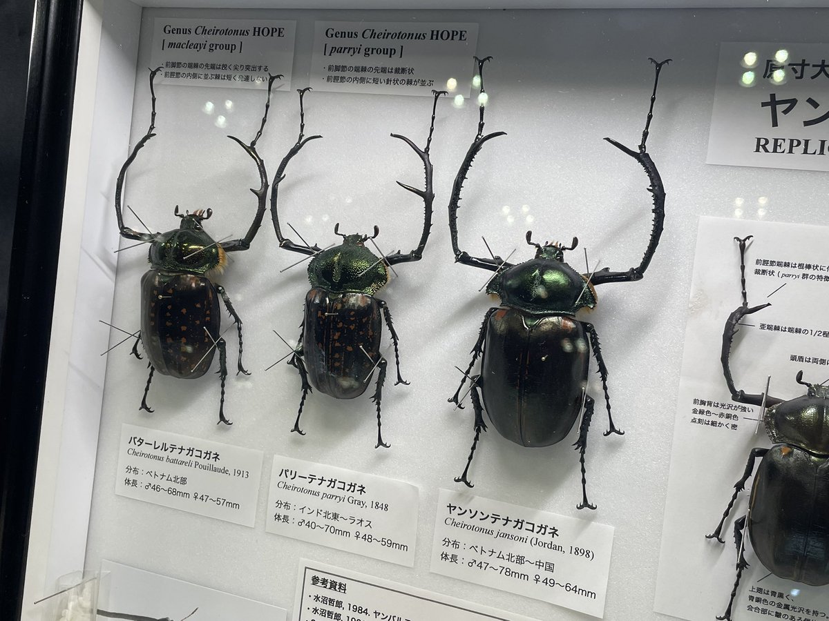 昆虫標本 大きい 珍品 パリーテナガコガネ 66ミリ インド産