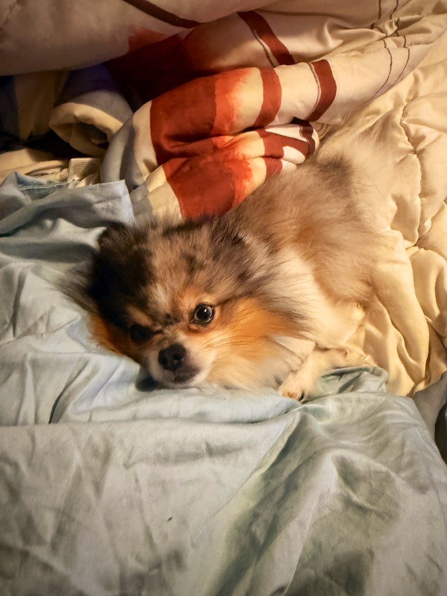 JoshSeefried's tweet image. Dad…. Let’s sleep in….
