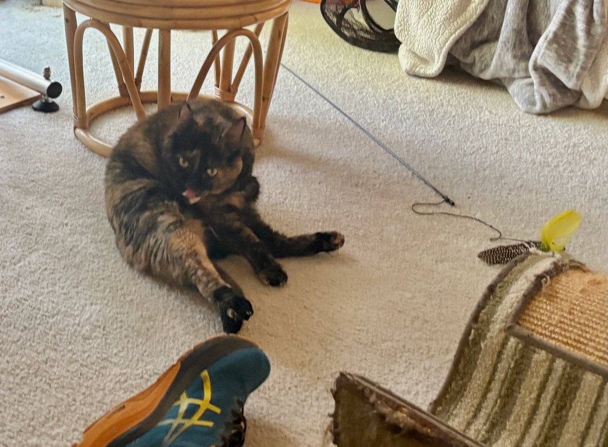 sw4811's tweet image. hey @CleeWeezy are we doing the sit today? And it looks like we have a tongue-out, Clee Sit Sunday.