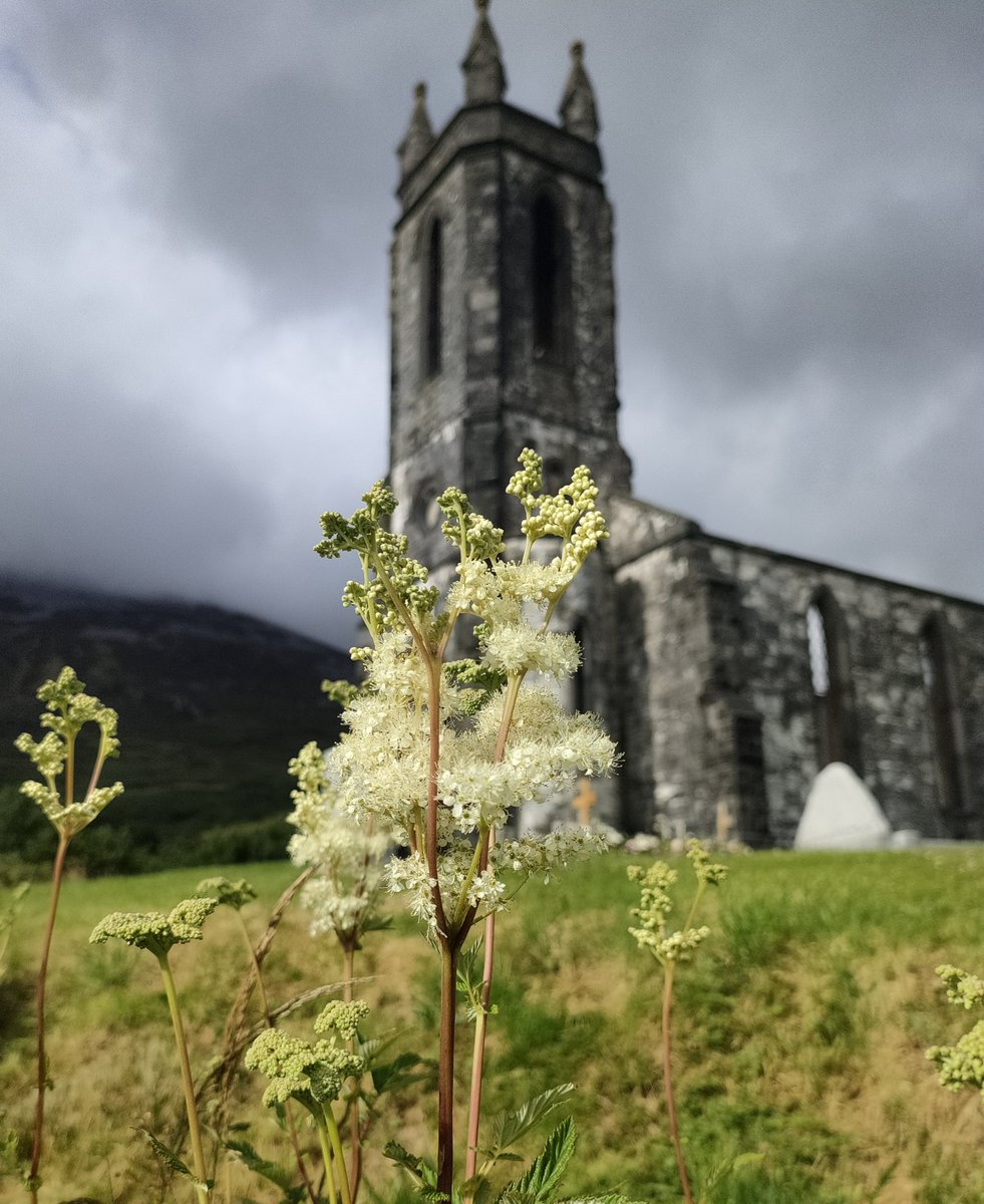 Tree_Folklore's tweet image. Meadowsweet growing in, and protecting, the graveyard in the ruins of Dunlewey Church in the Poisoned Glen, Donegal 💮🤍

When a person in #Ireland  became bedridden, and was wasting away due to the malign influence of fairies, it was believed that if Meadowsweet was placed…