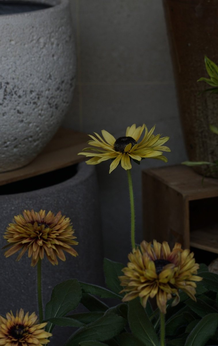 INVU_0000's tweet image. #SundayYellow 🌼