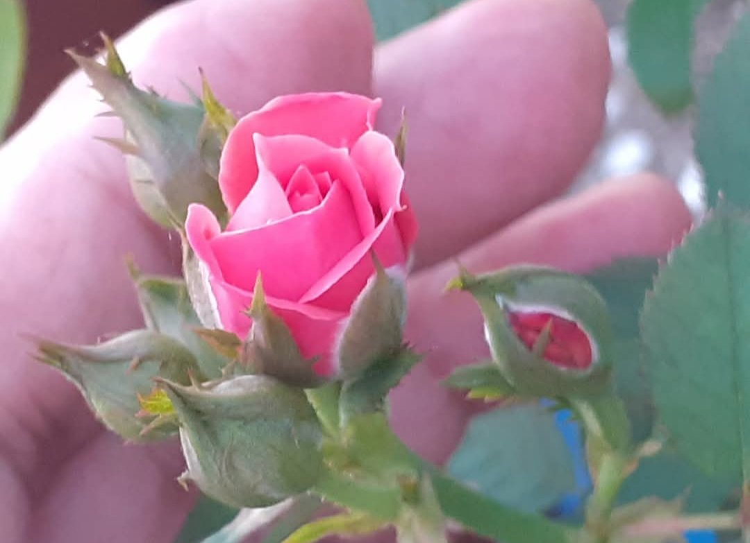 Crisam... Chrys... Chrysanten... 

Rose🌹😁
