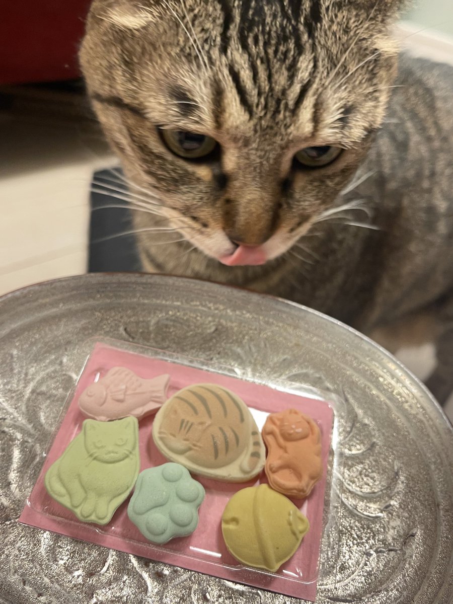 end_i63's tweet image. 犬派の上司が猫キチのわしのために買ってきてくれて嬉しいよ🥺
そんで普通に可愛いんだなぁ……
