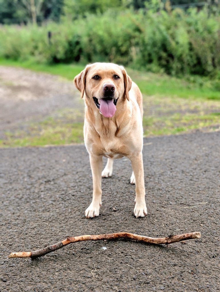 BertsLegacy's tweet image. Bera Appreciation Post: for the past week she's been restricted from her usual swim, fetch, longer walks, zoomies play in the house as Albert recovers and takes it easy for a few days.
She's been gentle. Patient. Stopped when wanted to play and told "no". She's been perfect.