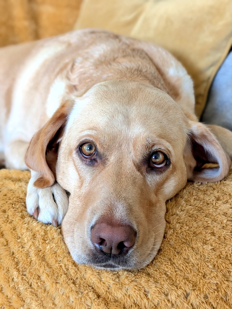 BertsLegacy's tweet image. Bera Appreciation Post: for the past week she's been restricted from her usual swim, fetch, longer walks, zoomies play in the house as Albert recovers and takes it easy for a few days.
She's been gentle. Patient. Stopped when wanted to play and told "no". She's been perfect.