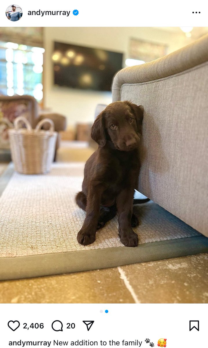 MurrayMusing's tweet image. The Murray family have a new doggo! 🥹