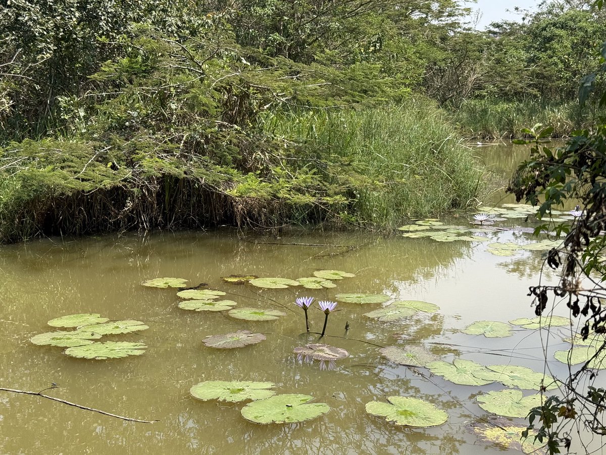 Thrilling moment as <a href="/GGGIAfrica/">GGGI_Africa</a>’s Regional Director <a href="/KSyngellakis/">Katerina Syngellakis</a> paid a visit to the stunning Nyandungu Eco Park, Kigali’s first ever restored urban wetland and a home to the rich variety of flora and fauna.

Joined by <a href="/GGGI_Rwanda/">GGGI Rwanda</a>’s Country Representative, <a href="/CarolineCMRaes/">Caroline Raes</a> and