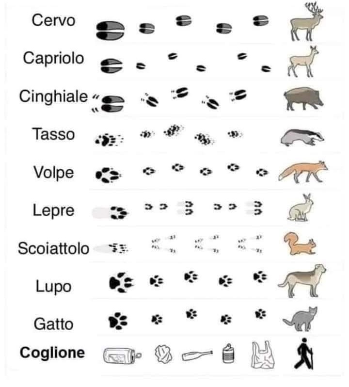 VolpeReal's tweet image. Le impronte nel bosco 😡😡😡